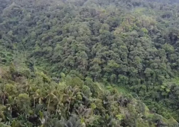 Bali Mountain Forest Lodge *