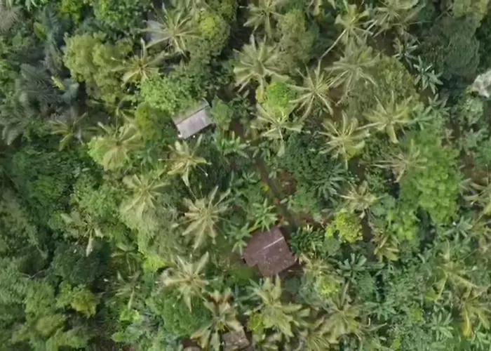 Bali Mountain Forest Lodge *