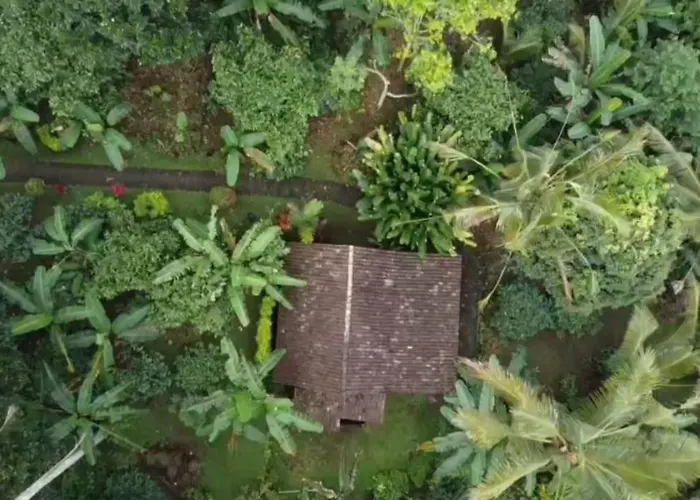 Bali Mountain Forest Orman Evi
