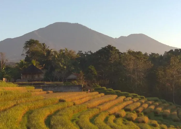 Bali Mountain Forest Penebel
