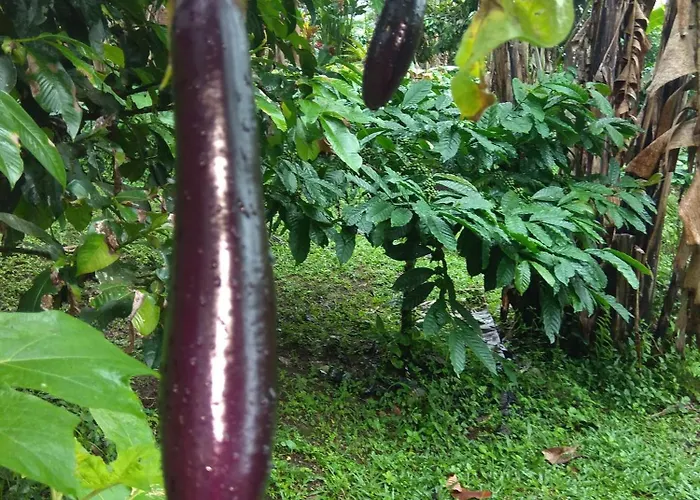 Bali Mountain Forest