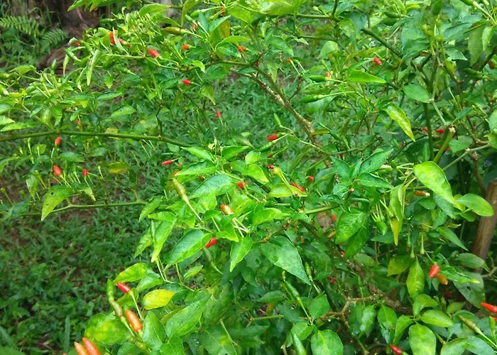 Bali Mountain Forest Orman Evi Penebel