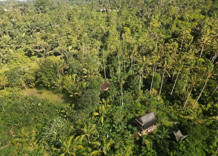 Bali Mountain Forest